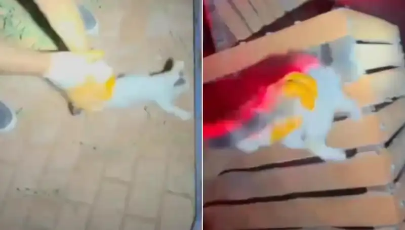 Gece Yarısı İtfaiye Kurtarma Operasyonu: Kedi Hayata Döndü!