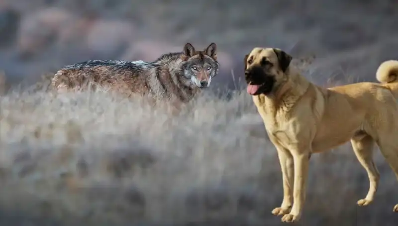 Kurt Popülasyonu Artışı Kangal Köpeğine Olan Talebi Patlattı!