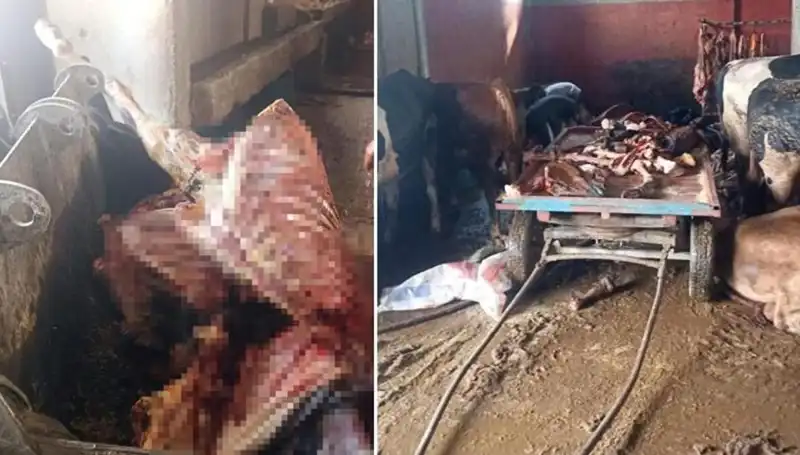 Adana'da 2,5 Ton Kaçak At Eti Yakalandı: 4 At Kurtarıldı