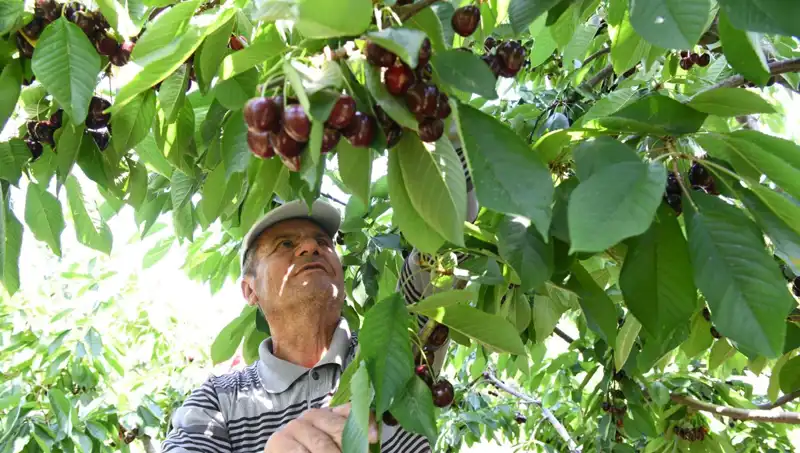 Lapseki Devi: Çay Bardağını Aşan Devasa Olta Balığı