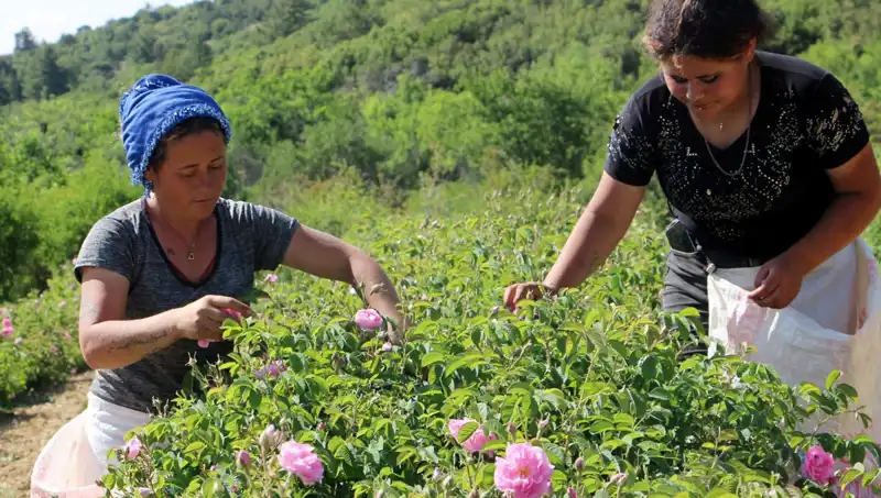 Zirai Don Dalgası: Tarım Ürünleri Nasıl Etkilendi?