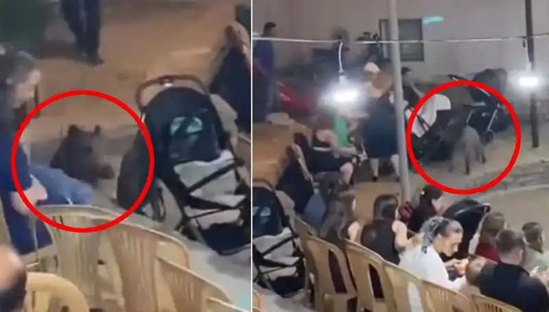 Düğün Davetiyelerini Yırtan Yaban Domuzu: Eğlencenin Garip Misafiri