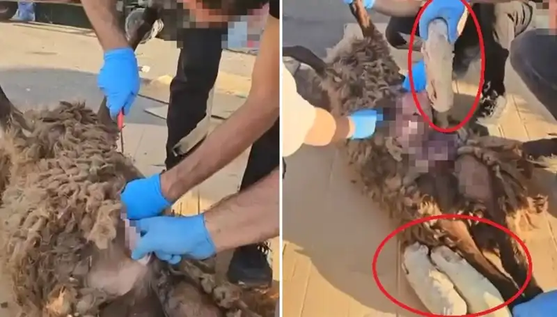 Zehir Tacirlerinin Korkunç Oyunu: Ölü Koyunun Karnından Çıkanlar Şok Etti