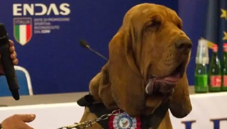 Arama Köpeğine Suikast: Çivili Sosisle Ortaya Çıkan Korkunç Saldırı