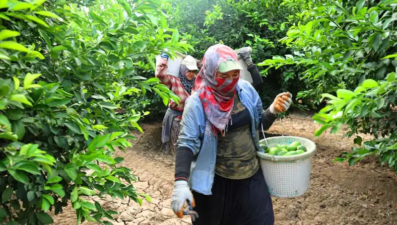 Marketlerde Patates Fiyatları Uçuşa Geçti: Hasat Başladı!