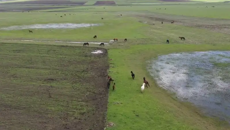 Kars’ın Büyüleyici Doğasında Yılkı Atları Şimdi Görüntülendi