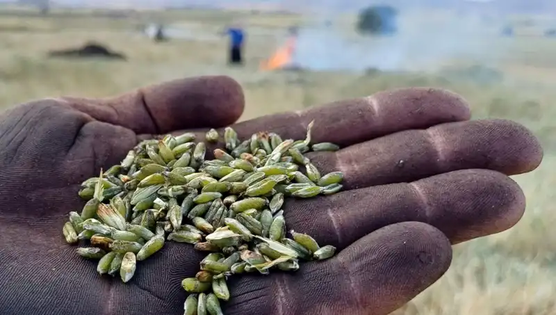 Firik Sezonu Başladı: Lezzetinin Sırrı Nedir?