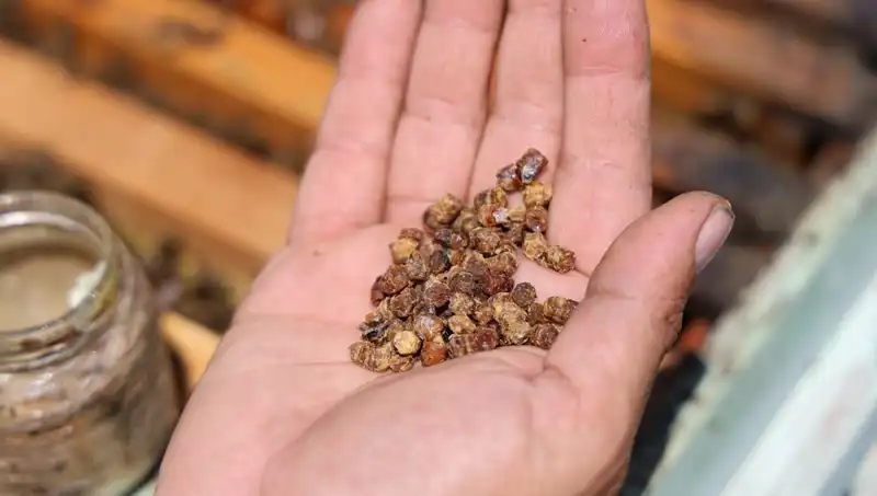 Dikkat! Eskiden Atılan Besin, Şimdi 3 Bin TL'den Satılıyor