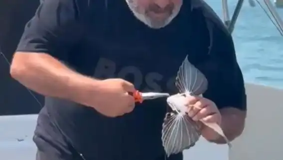Saros'ta Nadide Bir Keşif: Kırlangıç Balığı Oltaya Takıldı!