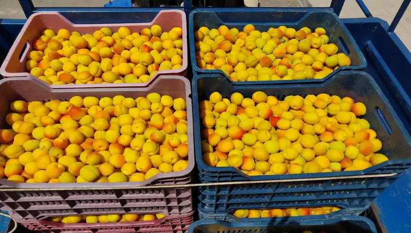 İlk Hasat: Çiftçilerin Yüzünü Güldüren 500 TL’lik Fiyat