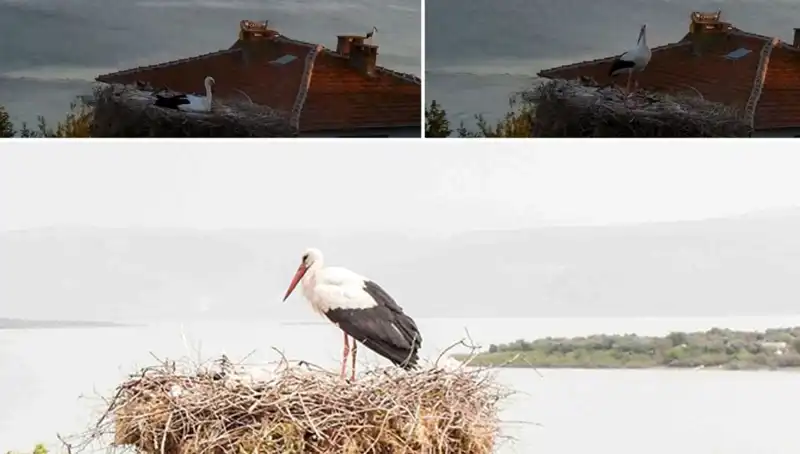 Yaren Leylek Depreminin Gelmesini Nasıl Önceden Hissetti?