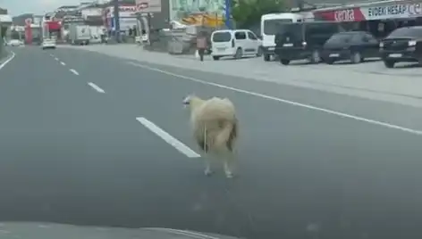 Yalova'da Kaçan Kurbanlık Hayvanlar Trafikte Kaosa Neden Oldu