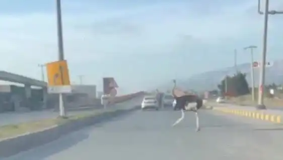 Trafikte Deve Kuşu Görenler Şaşkınlığını Paylaştı: İşte O Anlar!
