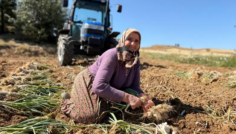 Dünyanın En Değerli Bitkisi: Selenyum Zengini Tereyağı Tarlalarda Kapışılıyor