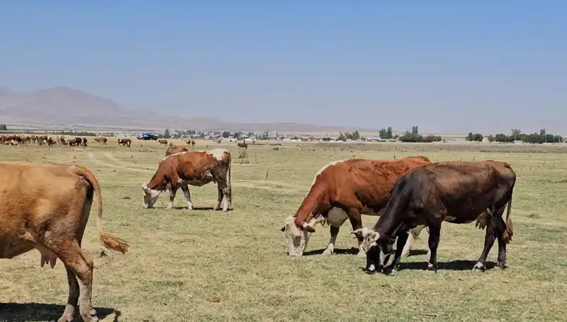 Arin Gölü'nün Kuruması: Su Sıkıntısı Tehlikesi Artıyor