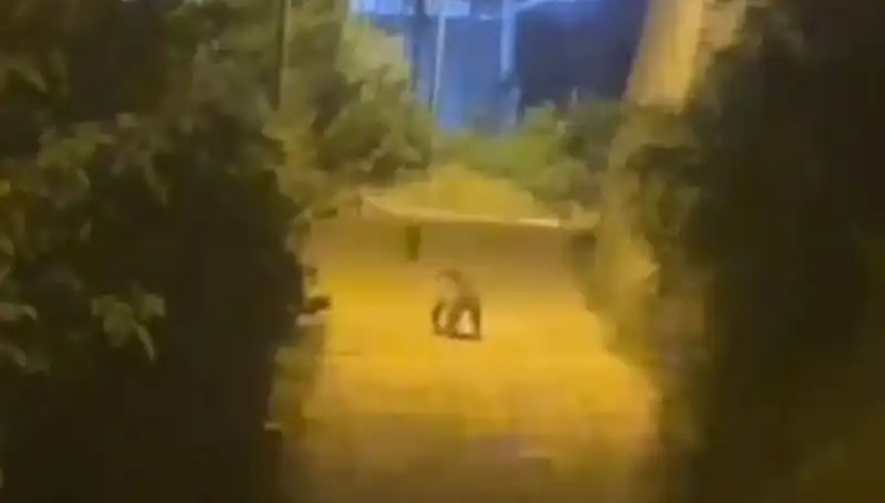 Gümüşhane Şehir Merkezinde Ayı Görüntülendi: Neler Oluyor?