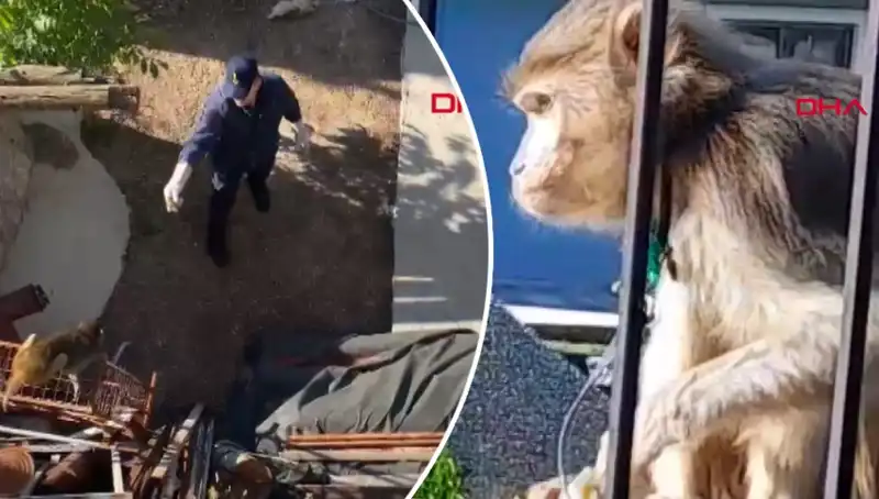 Muğla'da Maymun Kovalamacası: Mahalleli Bir Araya Geldi!
